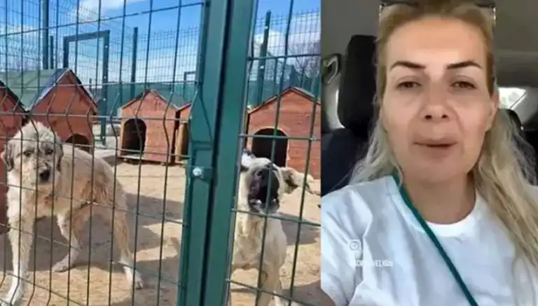 Hayvan Derneği Yöneticilerine Gözaltı: 20 Milyon TL Zimmet Davası